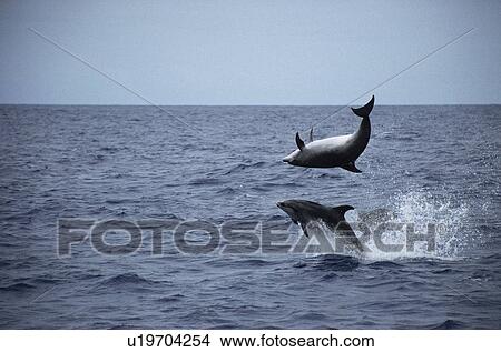 Bottlenose Dolphin (Tursiops truncatus) leaping duo. Azores View Large Photo Image Picture - Bottlenose Dolphin (Tursiops truncatus) leaping duo. Azores. Fotosearch