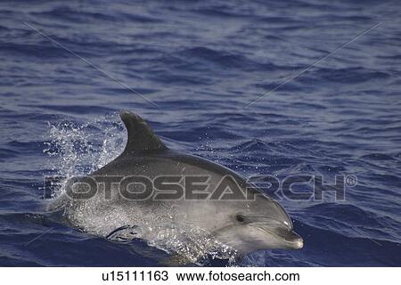 Stock Image - Bottlenose dolphin (Tursiops truncatus) Azores. Fotosearch