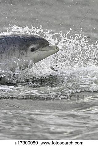 Stock Image - Bottlenose dolphin (Tursiops truncatus truncatus) surfacing at speed looking towards camera. Moray Firth, Scotland. Fotosearch