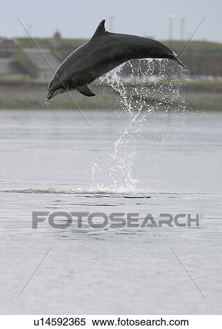 Stock Photography - Bottlenose dolphin (Tursiops truncatus truncatus) leaping 2 metres above the surface. (1 or 2 images) Moray Firth, Scotland . Fotosearch