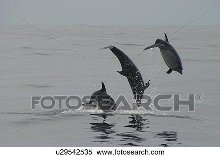 Bottlenose Dolphin (Tursiops truncatus) leaping trio. Azores View Large Photo Image Stock Photography - Bottlenose Dolphin (Tursiops truncatus) leaping trio. Azores. Fotosearch