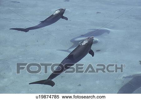 Stock Photography - Bottlenose Dolphins (Tursiops truncatus) two with their shadows, in the shallows of the Caicos Bank. Turks and Caicos Islands. (rr). Fotosearch