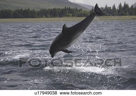 Stock Photo - Common Bottlenose Dolphin (Tursiops truncatus truncatus). Hebrides, UK.. Fotosearch