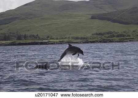 Common Bottlenose Dolphins (Tursiops truncatus truncatus). Hebrides, UK. View Large Photo Image Stock Photo - Common Bottlenose Dolphins (Tursiops truncatus truncatus). Hebrides, UK.. Fotosearch
