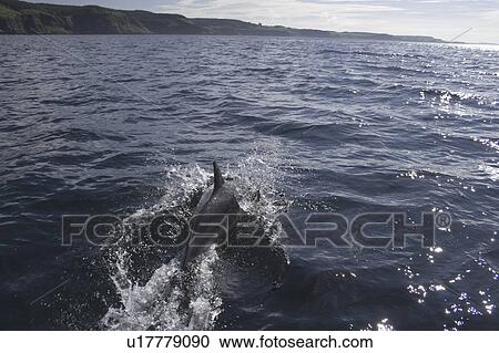 Stock Image - Common dolphin (Delphinus delphis). Hebrides, Scotland. Fotosearch