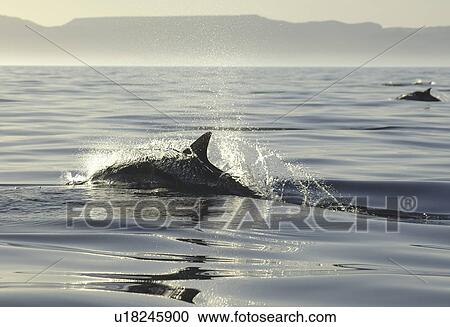 Stock Image - Common Dolphin (Delphinus delphis) surfacing in evening light. Gulf of California. (rr). Fotosearch