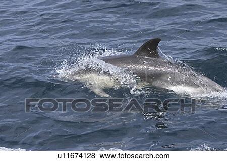 Stock Photo - Common dolphin (Delphinus delphis). Hebrides, Scotland.. Fotosearch