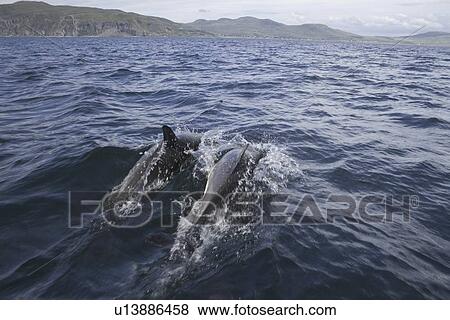 Common dolphin (Delphinus delphis). Hebrides, Scotland View Large Photo Image Stock Photo - Common dolphin (Delphinus delphis). Hebrides, Scotland. Fotosearch