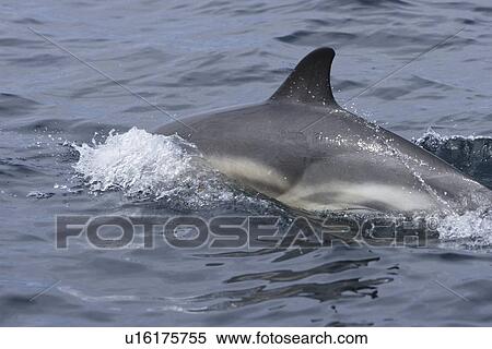 Common dolphin (Delphinus delphis). Hebrides, Scotland. View Large Photo Image Stock Photography - Common dolphin (Delphinus delphis). Hebrides, Scotland.. Fotosearch