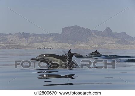 Common Dolphins. Baja, Mexico View Large Photo Image Stock Image - Common Dolphins. Baja, Mexico. Fotosearch