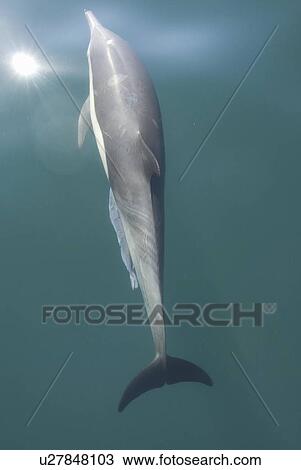 Stock Image - Common Dolphins. Baja, Mexico. Fotosearch