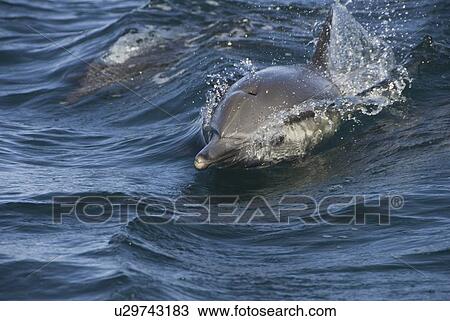 Stock Image - Common Dolphins. Baja, Mexico. Fotosearch