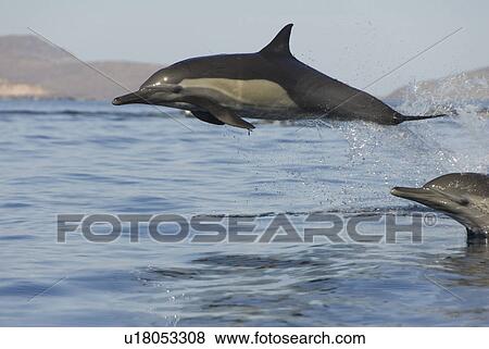 Common Dolphins. Baja, Mexico View Large Photo Image Stock Photo - Common Dolphins. Baja, Mexico. Fotosearch