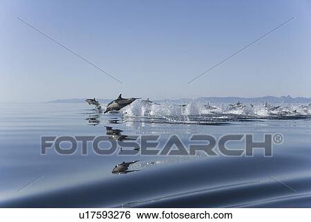 Stock Photograph - Common Dolphins. Baja, Mexico. Fotosearch
