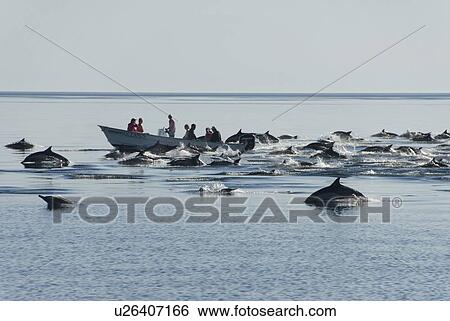 Stock Photograph - Common Dolphins. Baja, Mexico. Fotosearch