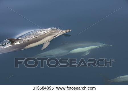 Common Dolphins. Baja, Mexico View Large Photo Image Stock Photography - Common Dolphins. Baja, Mexico. Fotosearch