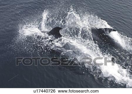 Common Dolphins. Jersey, British Isles View Large Photo Image Stock Photograph - Common Dolphins. Jersey, British Isles. Fotosearch