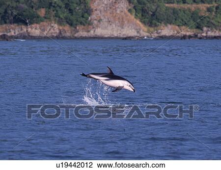 Stock Image - Dusky dolphin (Lagenorhynchus obscurus) leaping. Kaikoura, New Zealand.. Fotosearch