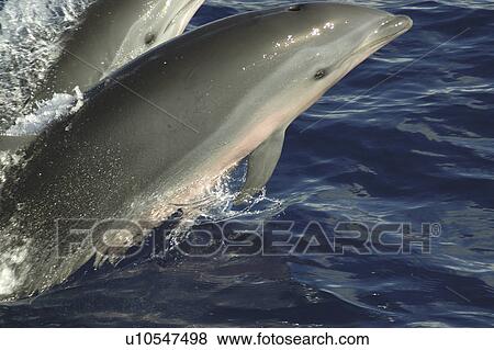 Fraser's dolphin (Lagenodelphis hosei). A bow riding Fraser's dolphin showing clearly the distinctive pink colouring. Caribbean. View Large Photo Image Stock Photo - Fraser's dolphin (Lagenodelphis hosei). A bow riding Fraser's dolphin showing clearly the distinctive pink colouring. Caribbean.. Fotosearch