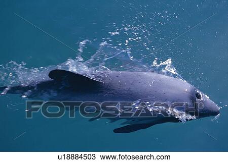 Hector's dolphin (Cephalorhynchus hectori) surfacing at speed. Akaroa, New Zealand. View Large Photo Image Stock Image - Hector's dolphin (Cephalorhynchus hectori) surfacing at speed. Akaroa, New Zealand.. Fotosearch