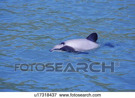 Hector's dolphin (Cephalorhynchus hectori) at the surface. New Zealand. View Large Photo Image Stock Photo - Hector's dolphin (Cephalorhynchus hectori) at the surface. New Zealand.. Fotosearch