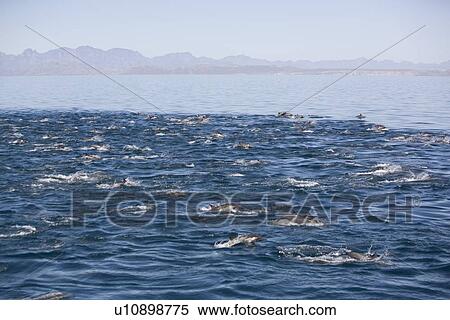 Stock Photography - Long-beaked common dolphin (Delphinus capensis) pod in the calm waters off Isla del Carmen in the Gulf of California (Sea of Cortez), Baja California Sur, Mexico.. Fotosearch