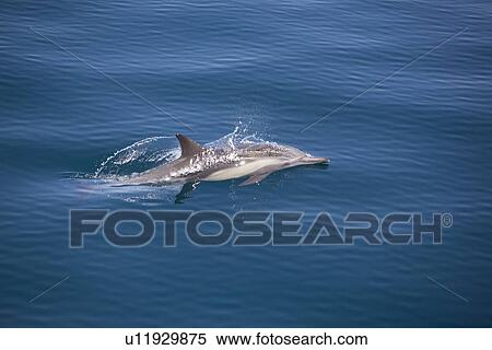 Long-beaked common dolphin (Delphinus capensis) pod in the calm waters off Isla del Carmen in the Gulf of California (Sea of Cortez), Baja California Sur, Mexico. View Large Photo Image Stock Photography - Long-beaked common dolphin (Delphinus capensis) pod in the calm waters off Isla del Carmen in the Gulf of California (Sea of Cortez), Baja California Sur, Mexico.. Fotosearch