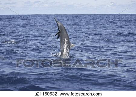 Stock Image - Long snout Spinner dolphin (Stenella longirostris) spinning half way out of water, Drake Bay, Costa Rica. Fotosearch