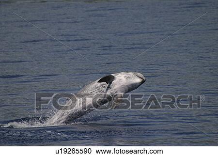 Risso's dolphin breaching (Grampus griseus) Azores, Atlantic Ocean View Large Photo Image Stock Image - Risso's dolphin breaching (Grampus griseus) Azores, Atlantic Ocean. Fotosearch
