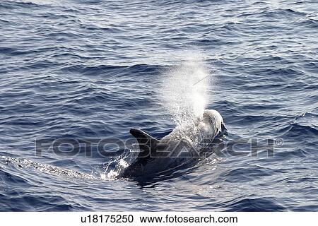 Stock Image - Risso's dolphin surfacing to exhale (Grampus griseus) Azores, Atlantic Ocean. Fotosearch