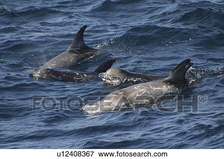 Risso's dolphins surfacing, juvenile in middle (Grampus griseus) Azores, Atlantic Ocean View Large Photo Image Stock Photo - Risso's dolphins surfacing, juvenile in middle (Grampus griseus) Azores, Atlantic Ocean. Fotosearch