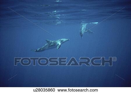 Stock Image - Rough Tooth Dolphins (Steno bredanensis) underwater. Azores. Fotosearch