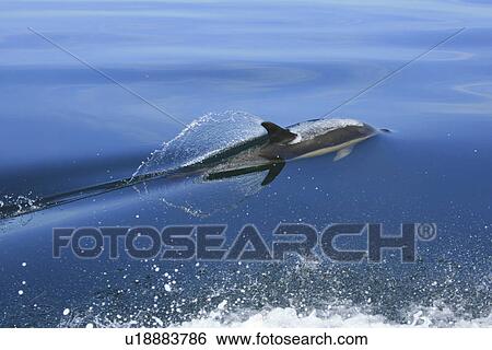 Short-beaked Common Dolphin (Delphinus delphis) Pembrokeshire, Wales, UK View Large Photo Image Stock Photograph - Short-beaked Common Dolphin (Delphinus delphis) Pembrokeshire, Wales, UK. Fotosearch