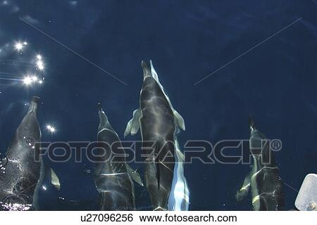 Short-beaked Common Dolphin (Delphinus delphis) bow riding. Pembrokeshire, Wales, UK View Large Photo Image Stock Photograph - Short-beaked Common Dolphin (Delphinus delphis) bow riding. Pembrokeshire, Wales, UK. Fotosearch