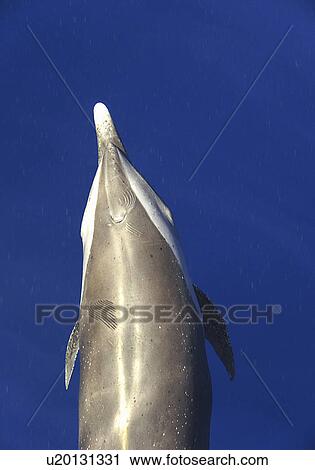 Stock Image - Spotted dolphin (Stenella attenuata). The head and body of a spotted dolphin clearly showing teeth mark scars. Caribbean.. Fotosearch