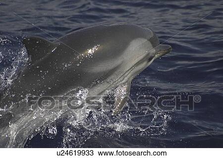 Striped Dolphin, Stenella coeruleoalba, leaping off the Azores Islands, showing white blaze above the eye View Large Photo Image Stock Image - Striped Dolphin, Stenella coeruleoalba, leaping off the Azores Islands, showing white blaze above the eye. Fotosearch