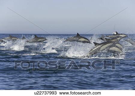 Stock Image - Super pod or large group of common dolphins. Baja, Mexico. Fotosearch