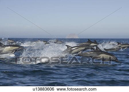 Super pod or large group of common dolphins. Baja, Mexico View Large Photo Image Stock Photograph - Super pod or large group of common dolphins. Baja, Mexico. Fotosearch