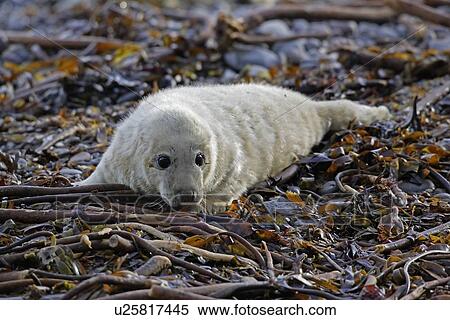 Stock Photography - A Grey Seal pup (Halichoerus grypus) resting on seaweed looking right at the camera, Pentlands Firth, Scotland.. Fotosearch