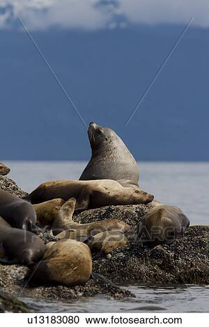 Stock Image - All ages and both sexes of northern (Steller) sea lions (Eumetopias jubatus) hauled out on the Brothers Island Group in Frederick Sound, Southeast Alaska, USA. Pacific Ocean. This sea lion in the largest member of the eared seals.. Fotosearch