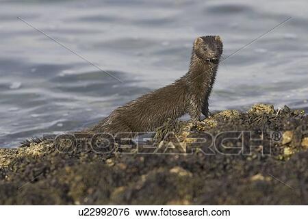 American mink (Mustela vison). Non-native species in the UK considered a threat to ground-nesting birds and water voles in particular. Widespread as a result of escapes from fur farms since the 1950s. Hebrides, Scotland View Large Photo Image Stock Photograph - American mink (Mustela vison). Non-native species in the UK considered a threat to ground-nesting birds and water voles in particular. Widespread as a result of escapes from fur farms since the 1950s. Hebrides, Scotland. Fotosearch