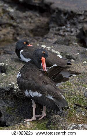 Stock Photography - American oystercatcher (Haematopus ostralegus) along the shoreline on Bartolome Island in the Galapagos Island Group, Ecuador. Pacific Ocean.. Fotosearch