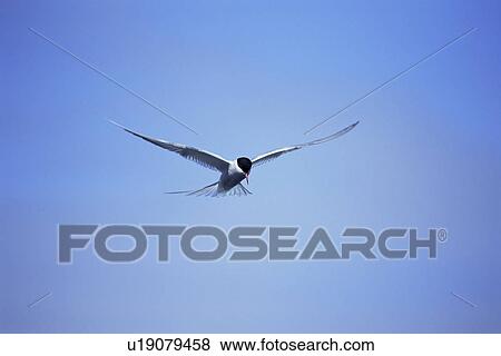 Stock Photo - Arctic tern (Sterna hirundo) hovering over estuary, hunting sand eels, in mid-summer when the colonies are active for 24 hours per day. Iceland. . Fotosearch