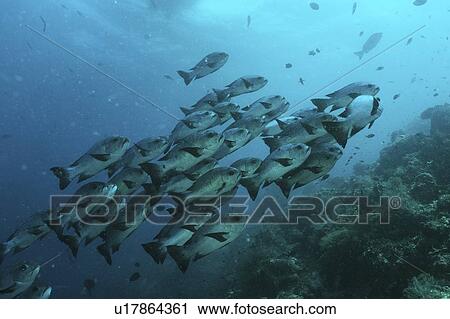 Stock Image - Black & White Snapper (Macolor niger), large school of fish moving up side of reef, Sipadan, Mabul, Borneo, Malaysia. Fotosearch