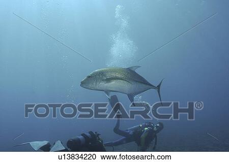 Stock Image - Bluefin Trevally (Caranx melampygus), fish swimming over reef with scuba diver, Raiatia, French Polynesia, Southern Pacific Ocean. Fotosearch