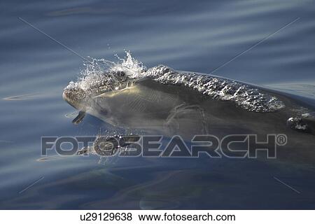 Bottlenose dolphin surfacing to breath (Tursiops truncatus) Azores, Atlantic Ocean View Large Photo Image Stock Photo - Bottlenose dolphin surfacing to breath (Tursiops truncatus) Azores, Atlantic Ocean. Fotosearch