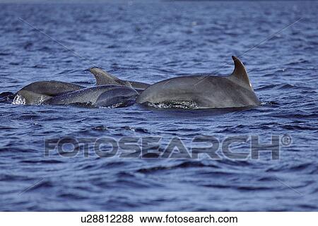 Stock Photo - Bottlenose dolphins (Tursiops truncatus truncatus) in a group. Photograph is part of a project to identify individuals from scars. Hebrides, Scotland.. Fotosearch