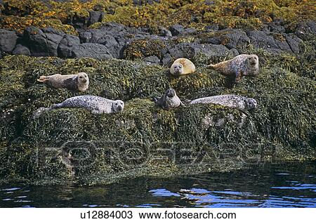 Common seal (Phoca vitulina). Hebrides, Scotland View Large Photo Image Stock Image - Common seal (Phoca vitulina). Hebrides, Scotland. Fotosearch