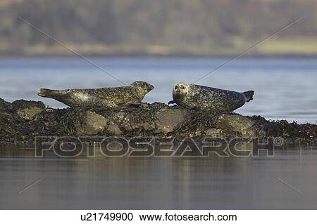 Common Seal (Phoca vitulina), two on rocks looking at each other tails up. Argyll, Scotland, UK View Large Photo Image Stock Image - Common Seal (Phoca vitulina), two on rocks looking at each other tails up. Argyll, Scotland, UK. Fotosearch