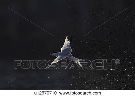 Stock Image - Common Tern (Sterna hirundo) emerging from water after a fishing dive. Oban, Argyll. Scotland, UK. Fotosearch